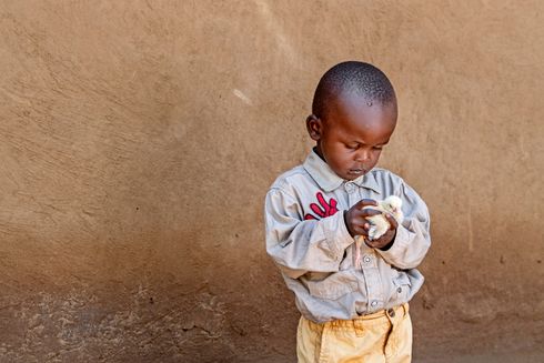 Kenyansk dreng i gule bukser, står med en kylling i hænderne - Giv en Ged kampagne - Folkekirkens Nødhjælp