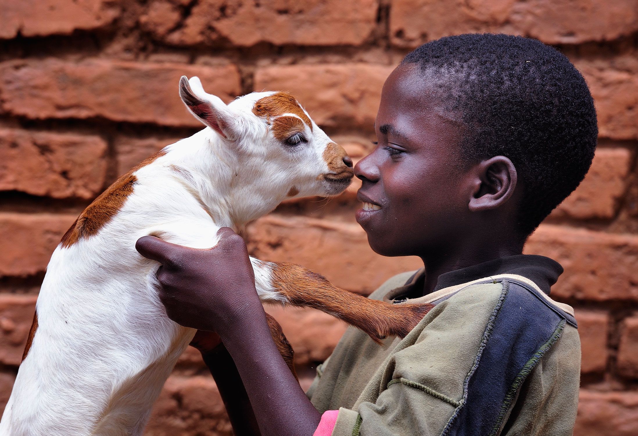 giv en ged, hvid ged, næsekys, dreng