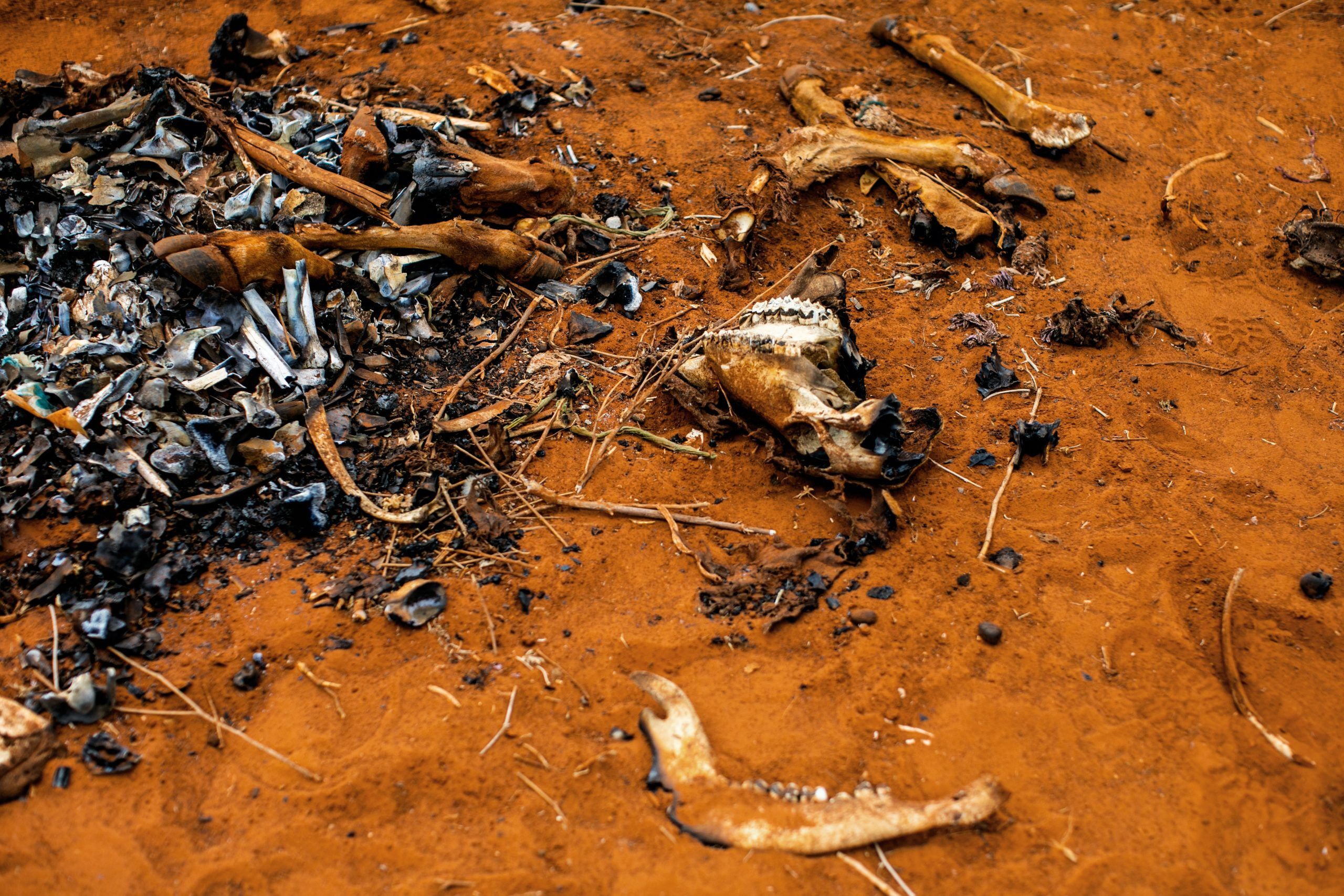 Rester og knogler fra et dyr