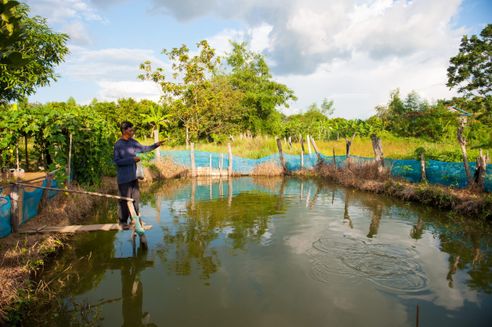 Fisk, Cambodja, sø