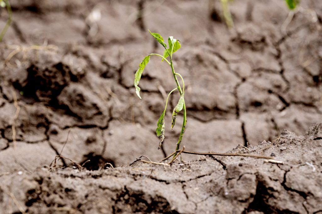 Spire der står ud af en tør muld