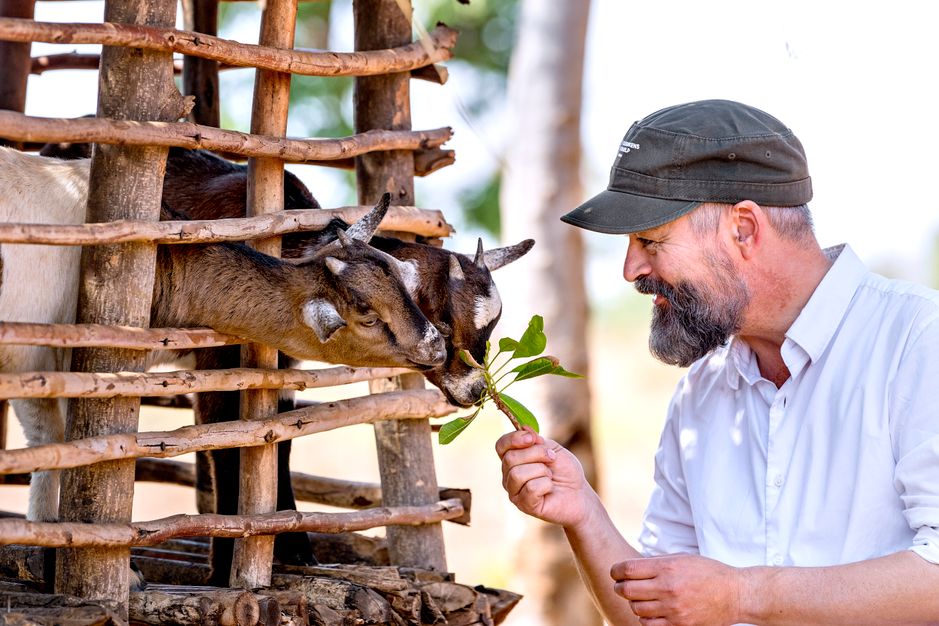 Chili Klaus fodrer indhegnede geder