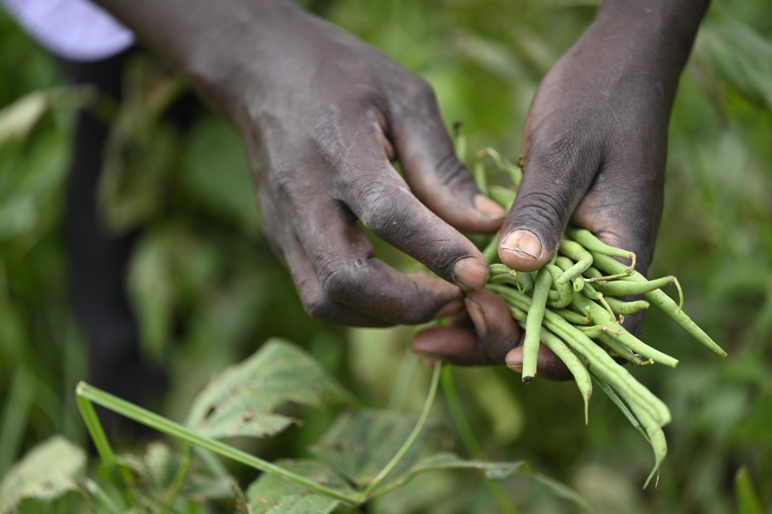 Klimafrø fra Folkekirkens Nødhjælp kan blive til grønne bønner - Giv en ged