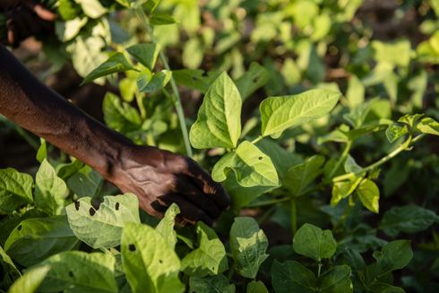 Køkkenhave i Naotin