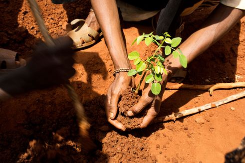 Planting a tree