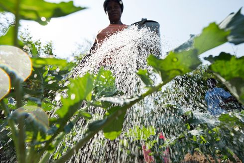 Kvinde vander blomster fra en vandkande. Illustration til Folkekirkens Nødhjæpls arbejde med klimaforandringer.