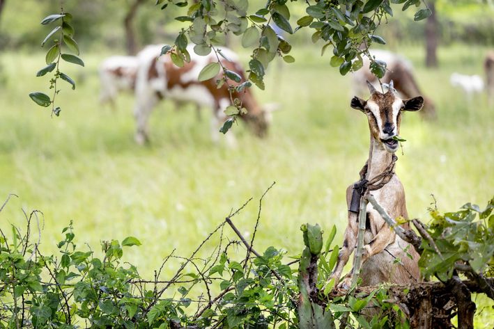Ged står og spiser blade