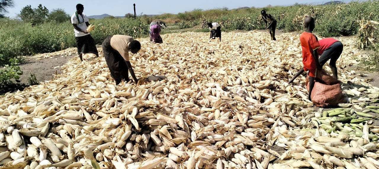 The Galikoma group collecting and organising their harvest. 