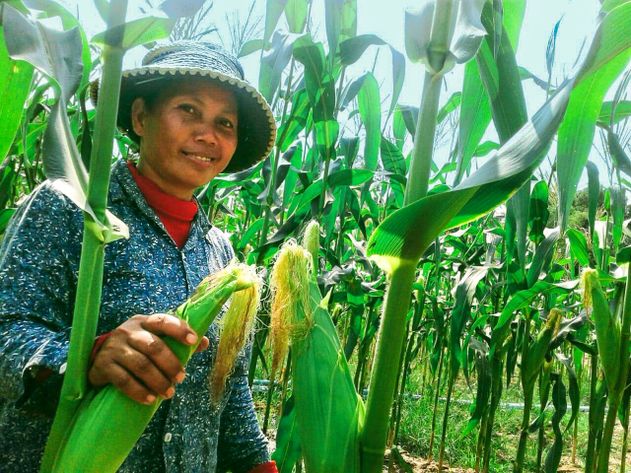 Cambodian woman working on a corn farm