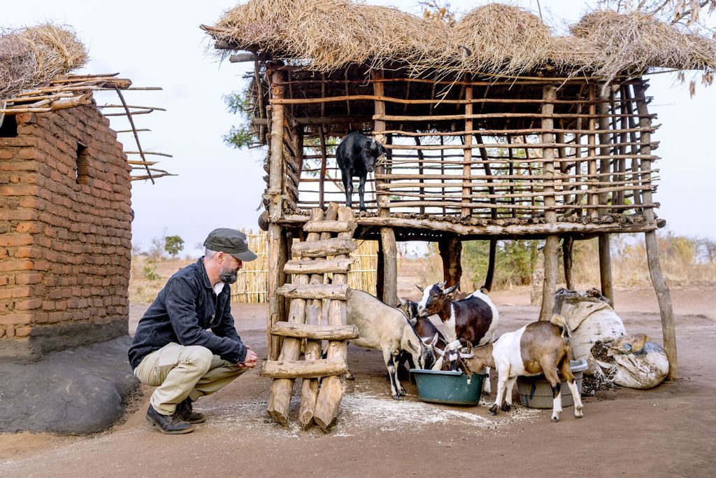 Chili Klaus kigger på geder, der spiser, i en lille by i Malawi