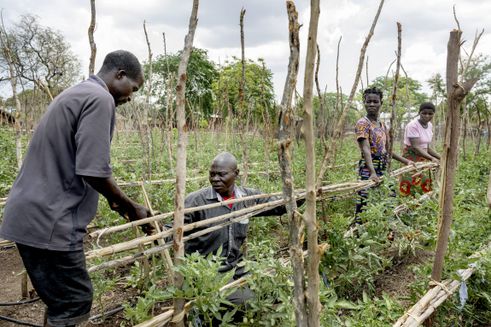 People working on crops