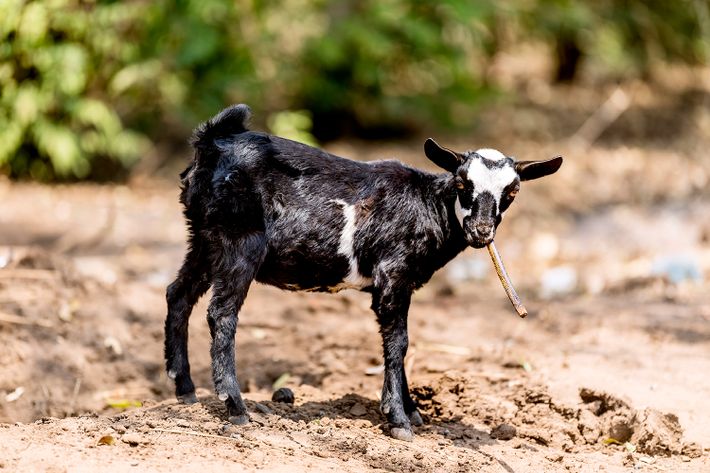 Ged ser mod fotograf