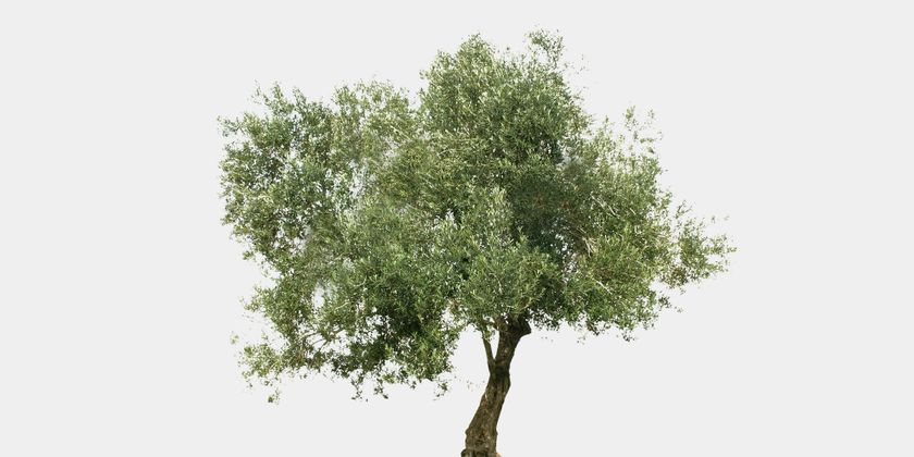 Produkt: Giv et oliventræ