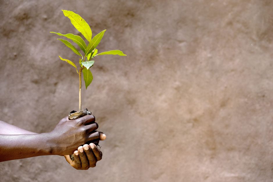 Hænder holder lille træ