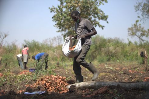 Høst af søde kartofler i Uganda