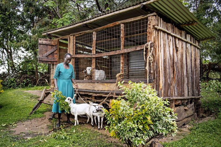 Geder i Kenya