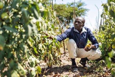 Illustration: Folkekirkens Nødhjælp udviser klimaansvar og planter 280.000 træer