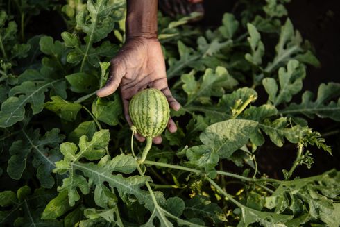Illustration: Bæredygtige klimagaver fra Folkekirkens Nødhjælp.