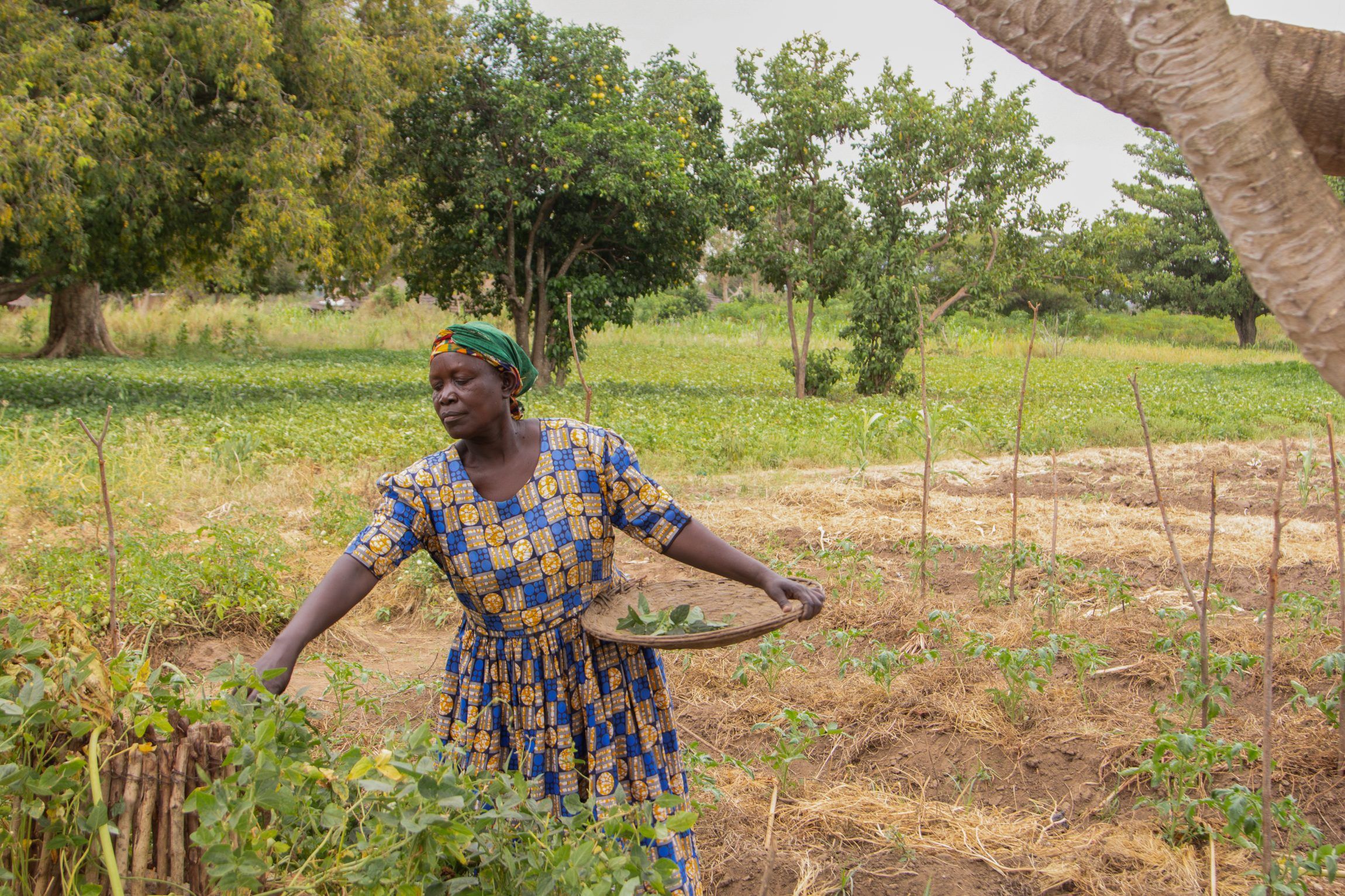 Amongin Rose, Farmer Katakwi District